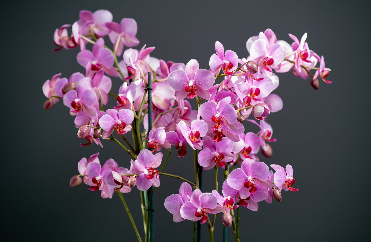 Na een succesvolle stemronde is onze #Marvellous Pink één van de halve #finalisten van de Glazen Tulp Award 2021 in de categorie Kamerplanten Bloeiend! Nu is het afwachten tot de finalisten bekend gemaakt worden. Spannend! <a href="/FloraHolland/">Royal FloraHolland</a>