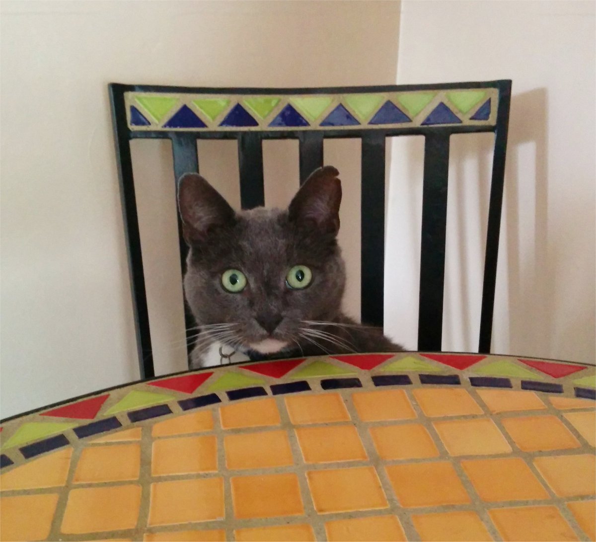 team NotLeafy tweet media