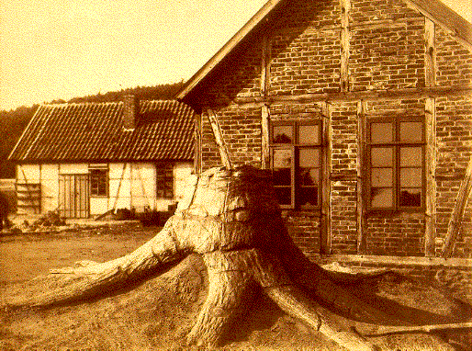 4. Cast/Mold fossil (conti.)cast: replica formed by filling mold (sediment or minerals). Simple put molds are like an empty ice cube tray and casts are the actual ice cubes after water has been placed in the tray and frozen.: Stem base of Sigillaria