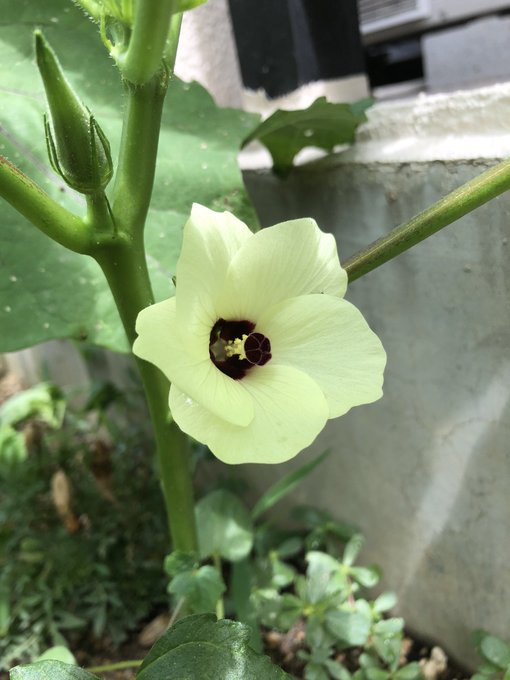 オクラの花のtwitterイラスト検索結果