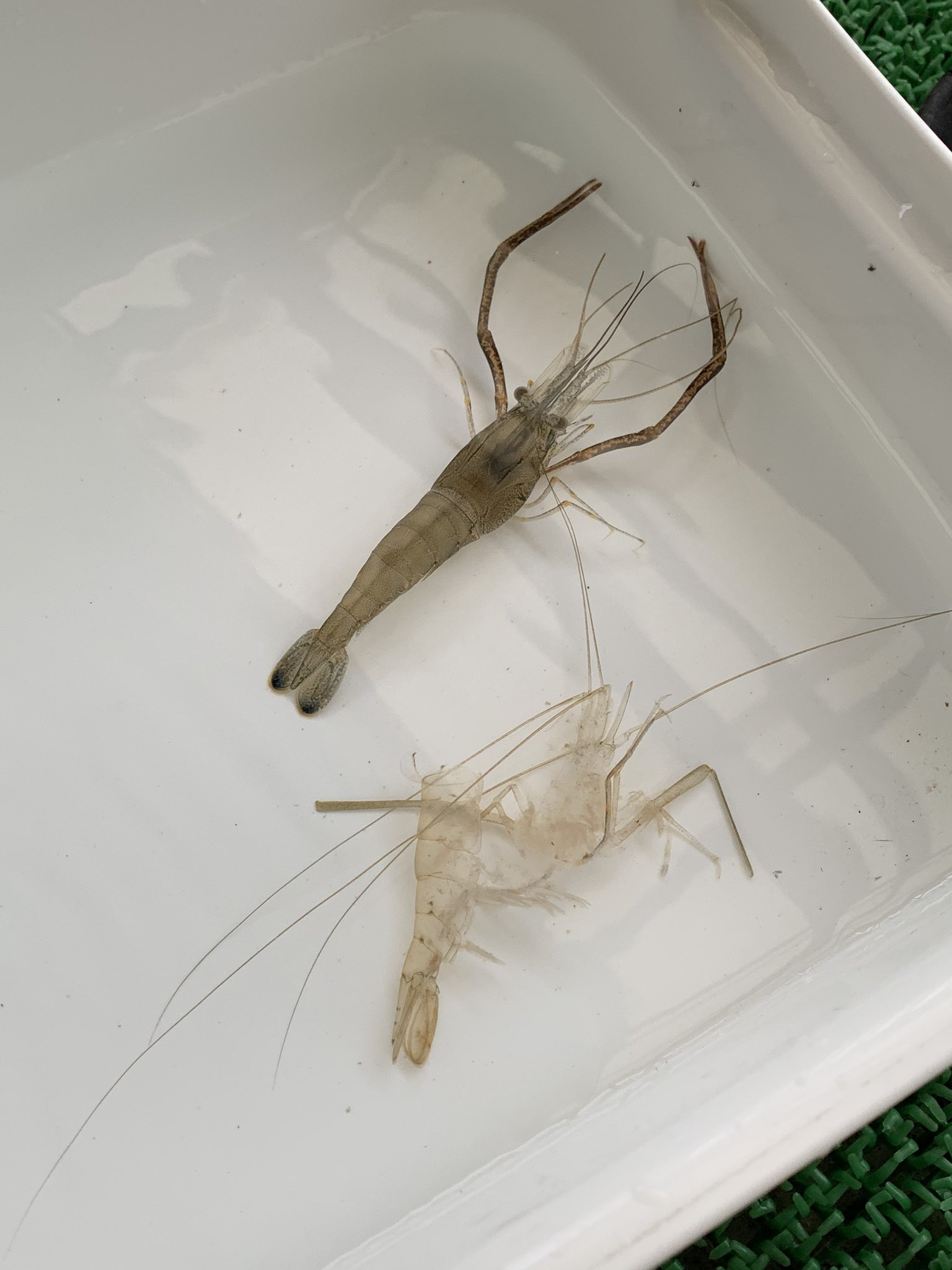 あきづき きたくんぬ 昨日釣って泥吐きさせてたテナガエビが脱皮してたらしいんぬ んで他のエビにもみくちゃにされてたみたいで脱皮 は失敗気味でぐったりしてたんぬ 一応まだ生きてるけど今夜が峠かもなんな 間の悪いタイミングで若干申し訳ないんぬ