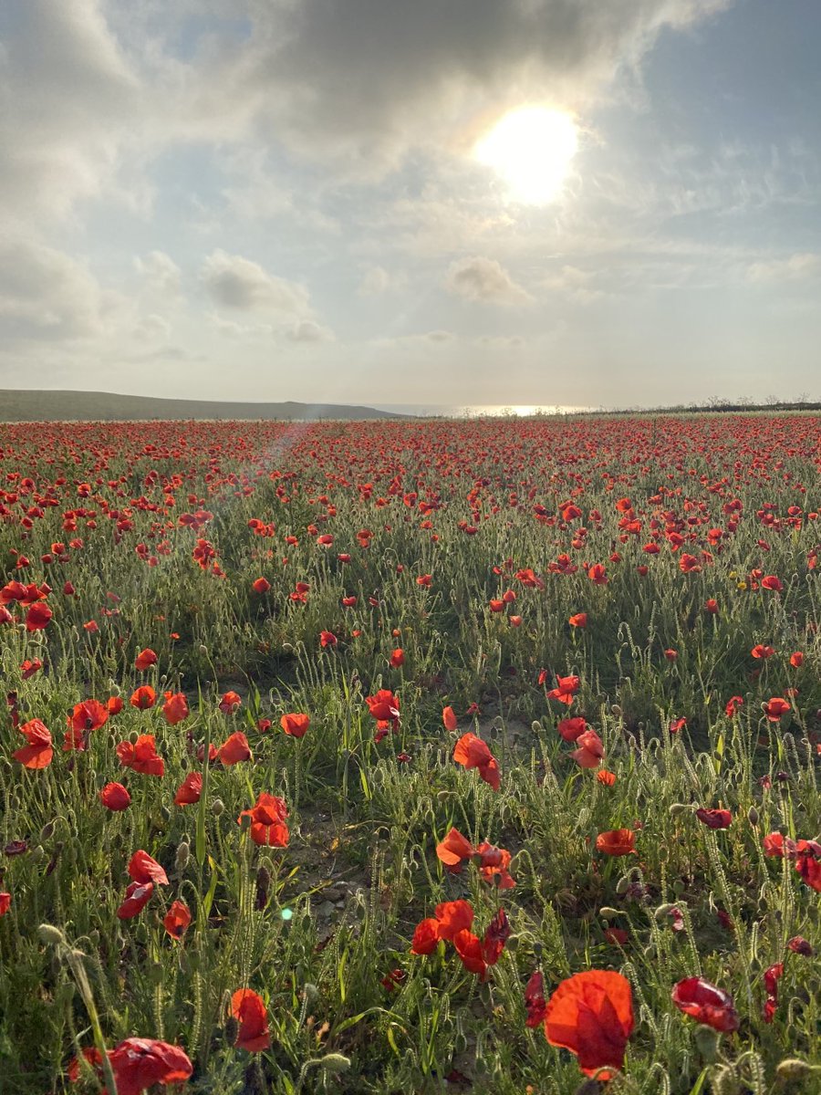 RIBA Cornwall Lockdown Photography. Branch members submit their photographs: Poppies by Tim Hancock, Atelier 3 Ltd <a href="/Atelier3Tim/">Tim Hancock</a> <a href="/Atelier3Ltd/">Atelier 3 Ltd</a> @ArchitectureSW #stayconnected #architecture #Cornwall