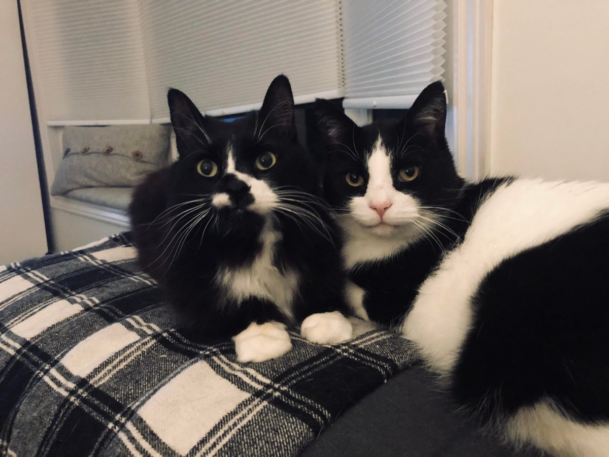 MeowMoeDotCom's tweet image. The #Face I get when I #Interrupt them
 
#Cats #Cat #Kittens #Kitten #Kitty #Pets #Pet #Meow #Moe #CuteCats #CuteCat #CuteKittens #CuteKitten #MeowMoe 
 
meowmoe.com/670719/the-fac…