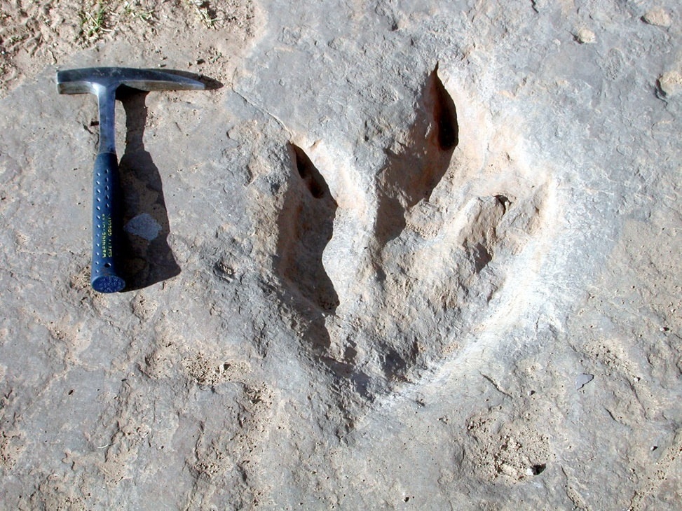 5. Trace Fossils-Evidence/record of the activity of an animal e.g. Tracks, Burrows, Coprolites (fece )-Plant growth e.g. Root cavities- Including what I refer to as “Trapped kinetic energy” e.g. seabed wave ripples