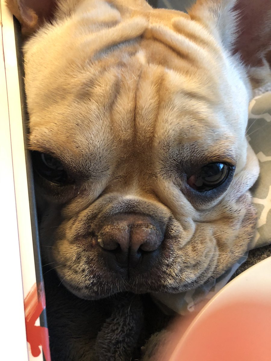 BeatzieB's tweet photo. Me didn’t eat my #petplate last night but mama tried again dis morning & I ate two bowls. 😋😋 Me lub it! We really lub it! Now mama says me get a sweet potato 🍠 #smartbone YaYa! Mama so HAPPY!!! Me not know it take dus little to make mama dis #happy https://t.co/6CdSBkRnrm