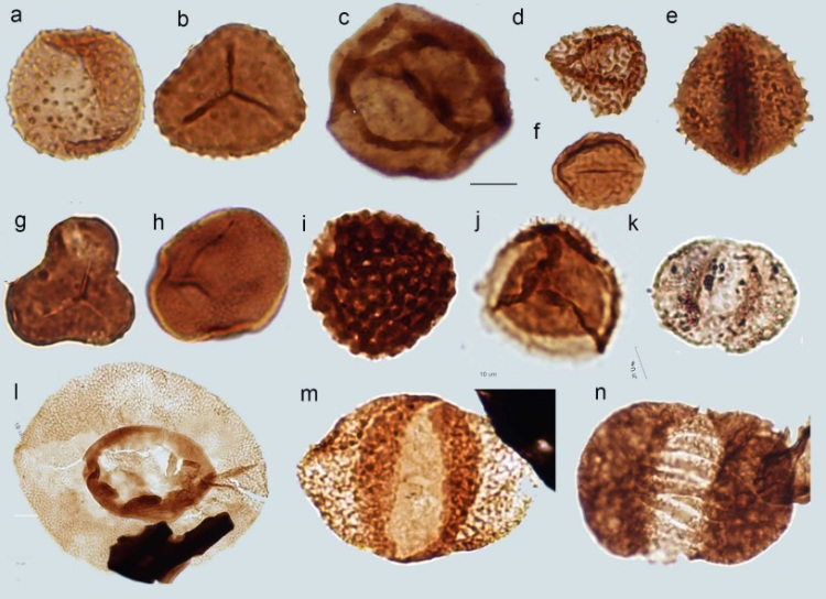 6. Micro-fossilizationMicrofossils are plant or animal remains that are microscopic in size e.g. bacteria, plant and animal bits.