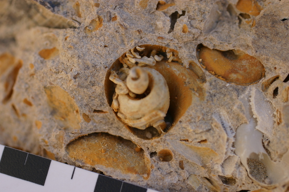 Quiz time:My fellow Plant Detectives, what fossil formation/preservation types are shown in the images below?The END.