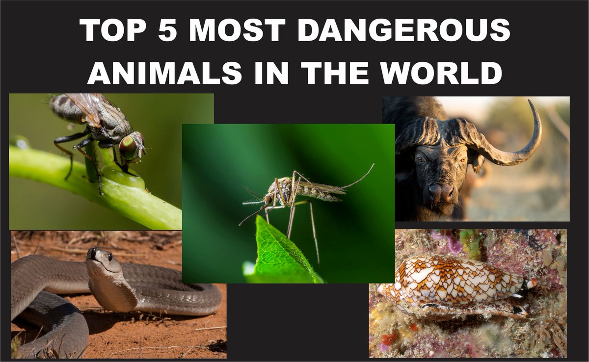 TOP 5 MOST DANGEROUS ANIMALS IN THE WORLD NUMBER 1 WILL SHOCK YOU. THREAD: 