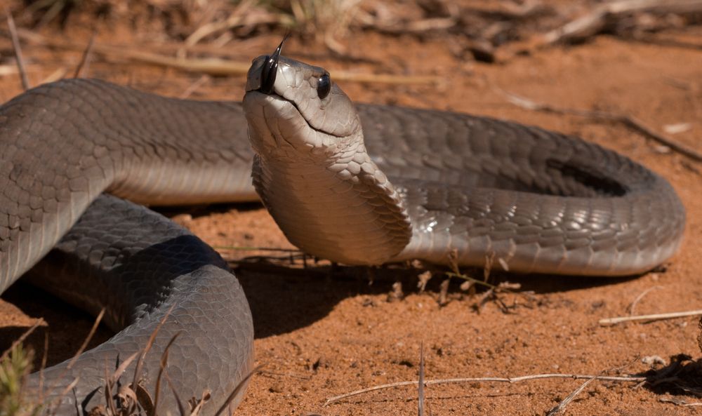 5. Black MambaThough species like the boomslang or the king cobra are dangerous thanks to their respective poisons, the black mamba is especially deadly due to its speed. The species (which can grow up to 14 feet long) is the fastest of all snakes,...