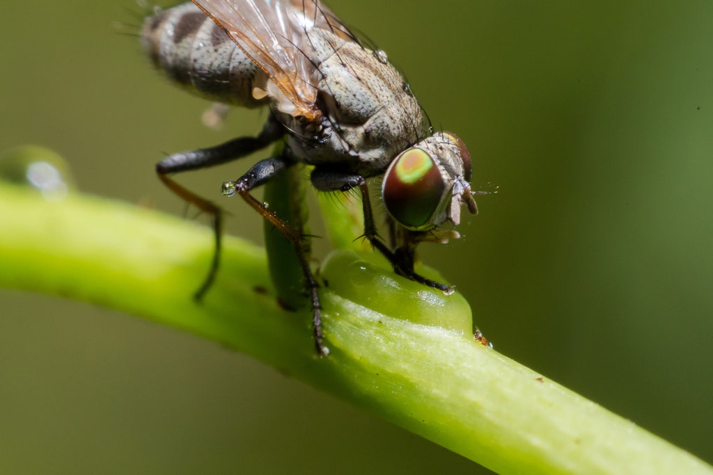 3. Tsetse FlyOften regarded as the world’s most dangerous fly, the tsetse fly—a small speck of insect that measures between 8 to 17 mm, or about the same size as the average house fly—is commonly found in Sub-Saharan Africa, especially countries in the center of the continent.