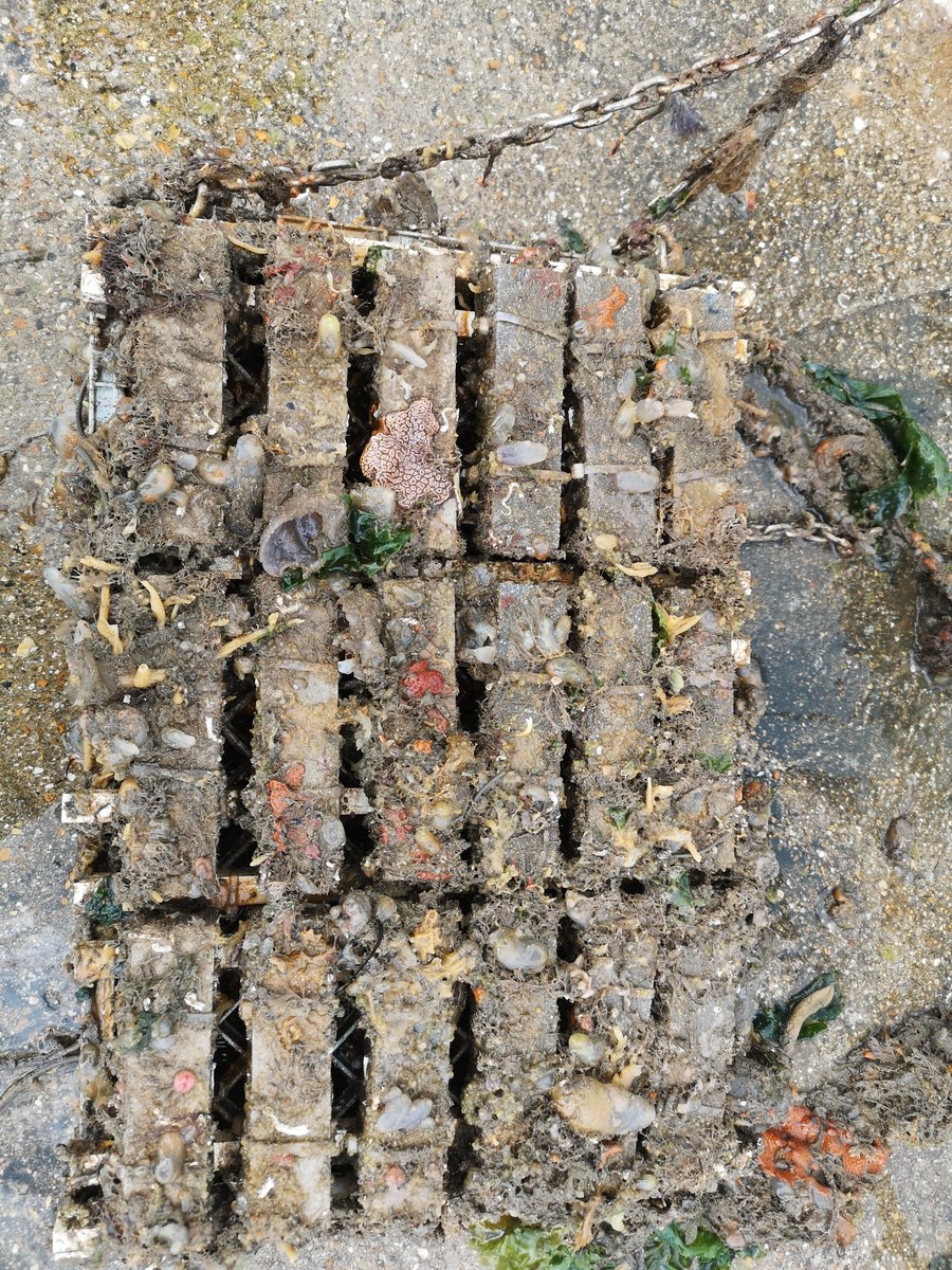 AHall_Marine's tweet photo. 13 months of marine life growth on our #3DPARE #3DPrinted #Concrete samples! Lots of sea squirts, sponges, crabs, hyroids, bryozoans and mollucs! #PooleHarbour #MarineLife #Research #Colonisation https://t.co/t6JVB7iyYZ
