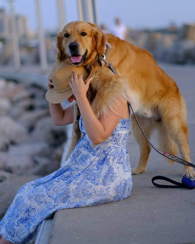 PukkaTravellers's tweet photo. All you need is love 💓 #goldenretriever #goldenretrieversofinstagram #goldenretriver #goldenretrieverrescue #goldenretrieverphotos #goldenretreivers #goldenretrieveritalia #goldenretrivertoday #travelblogge #travelblogg #travelbloggeroftheweek #blogt… https://t.co/XjssSdwFTh https://t.co/E42Q2eqBjg