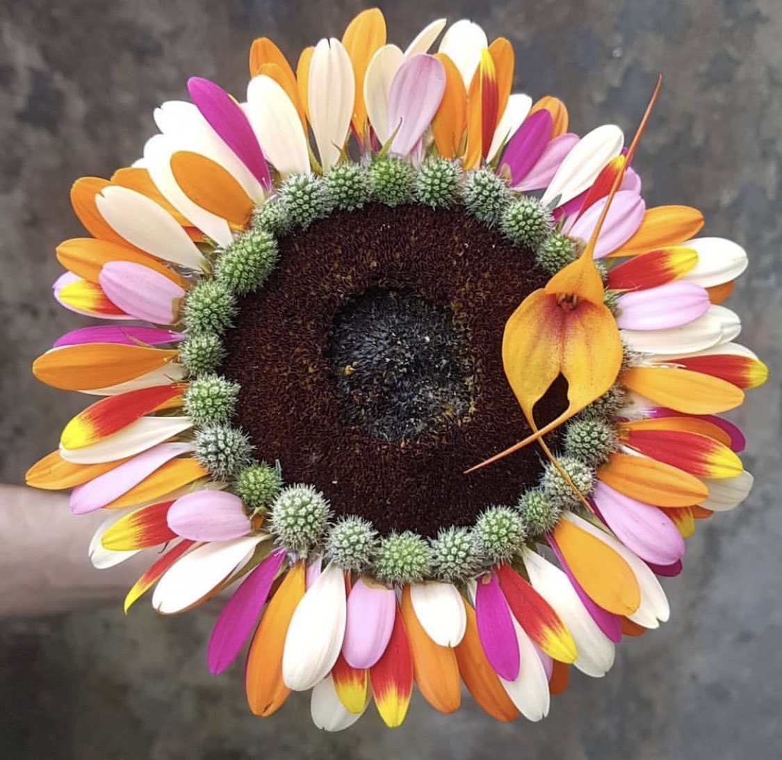 Floral designer Jimmy Englund from Sweden created a whole new flower with colourful petals from our gerberas! Also he used eryngium and sunflower. Lovely creation😍!
<a href="/stilfloristerna/">Stilfloristerna</a> <a href="/flowmentals/">Floral Fundamentals</a> <a href="/JimmyEnglund/">Jimmy Englund</a>