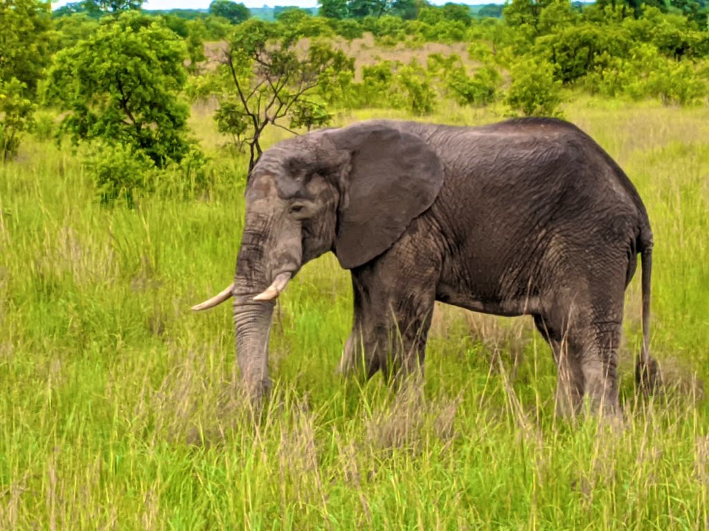 nkwoolley's tweet photo. If you support wildlife🐘 conservation (&amp; you should🙂), then you’ll welcome today’s signing of 🇿🇲🇬🇧 Agreement that enables us together to curb poaching &amp; illegal wildlife trade in some of #Zambia’s stunning national parks, alongside partners such as @CLZAfrica &amp; @GameRangersInt. https://t.co/hYaUxwV8Di