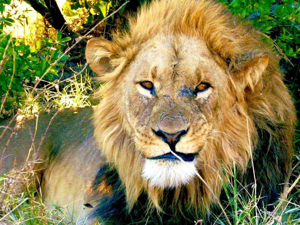 nkwoolley's tweet photo. If you support wildlife🐘 conservation (&amp; you should🙂), then you’ll welcome today’s signing of 🇿🇲🇬🇧 Agreement that enables us together to curb poaching &amp; illegal wildlife trade in some of #Zambia’s stunning national parks, alongside partners such as @CLZAfrica &amp; @GameRangersInt. https://t.co/hYaUxwV8Di