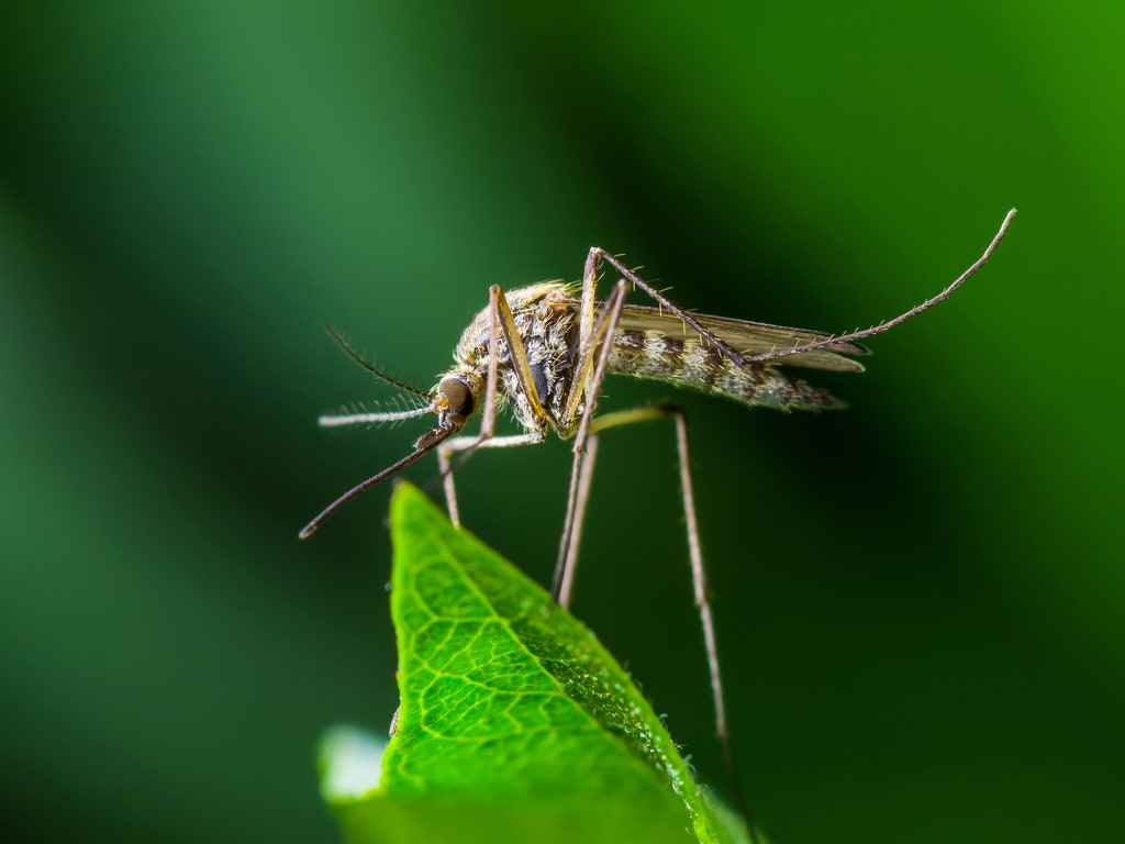 2. MosquitoClocking in at just three millimeters at their smallest, the common mosquito, even tinier than the tsetse fly, ranks as the second most dangerous on our list due to the sheer amount of deaths each year attributed to the various pathogens carried by several of the...