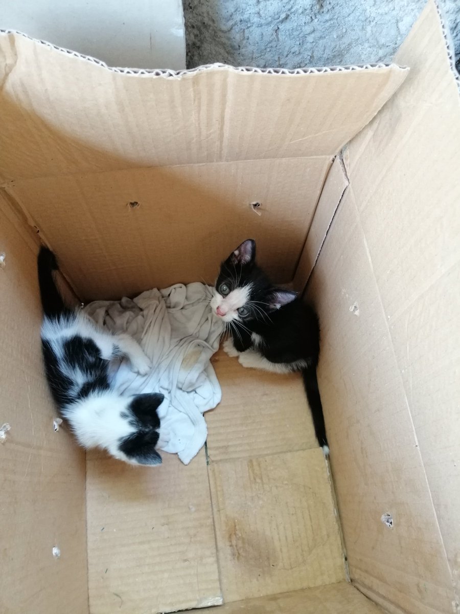 Hanım hanım bunlar benim yavrularım...