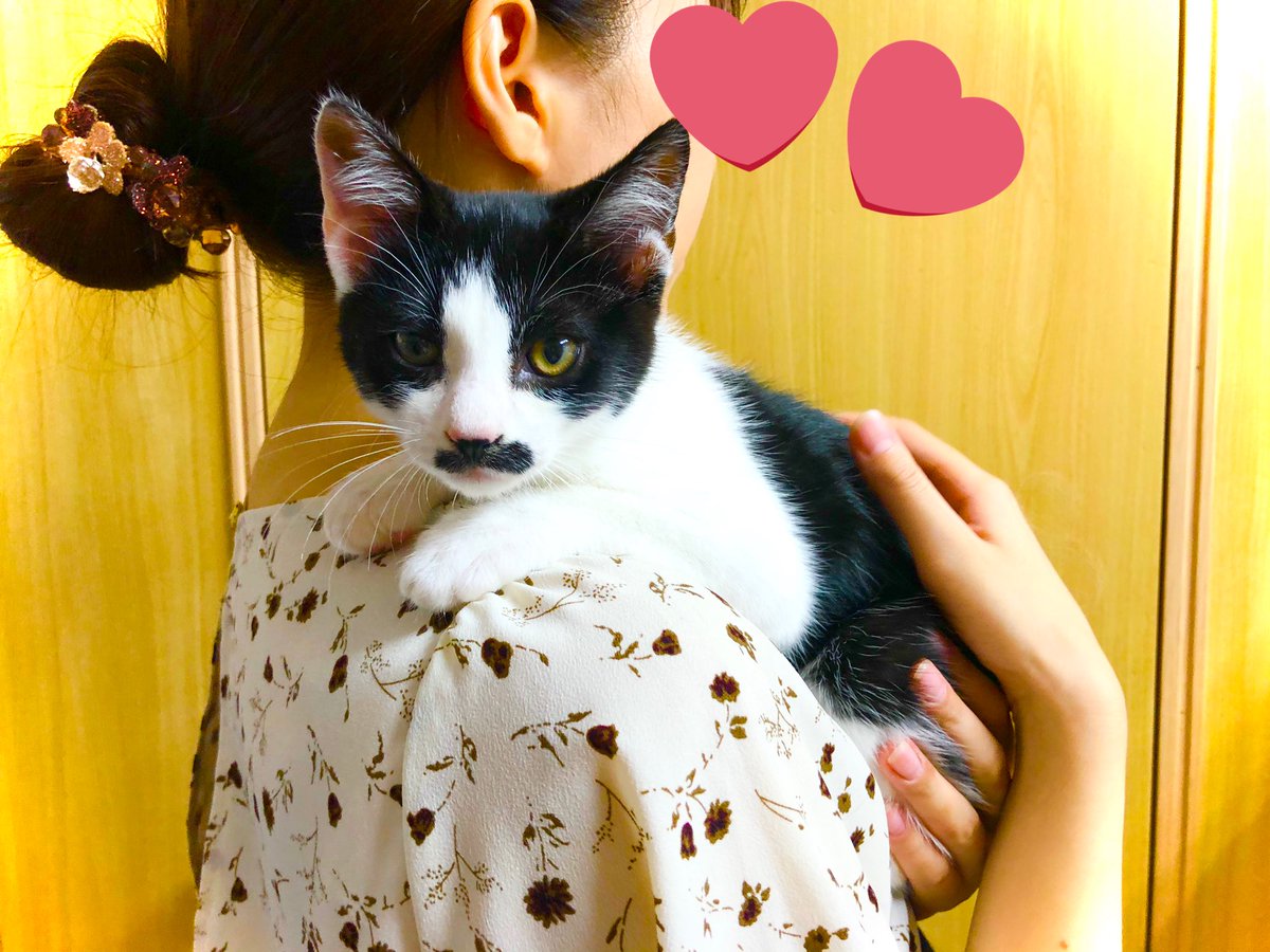 猫かふぇジュエリー 猫ママ 里親募集 おヒゲ模様が可愛い男の子 推定2ヶ月 抱っこ大好き 性格おっとりな甘えん坊です ノミダニ虫下し済み 健康です 是非家族に迎え入れてください 090 2244 14 猫 子猫 保護猫 ハチワレ 里親