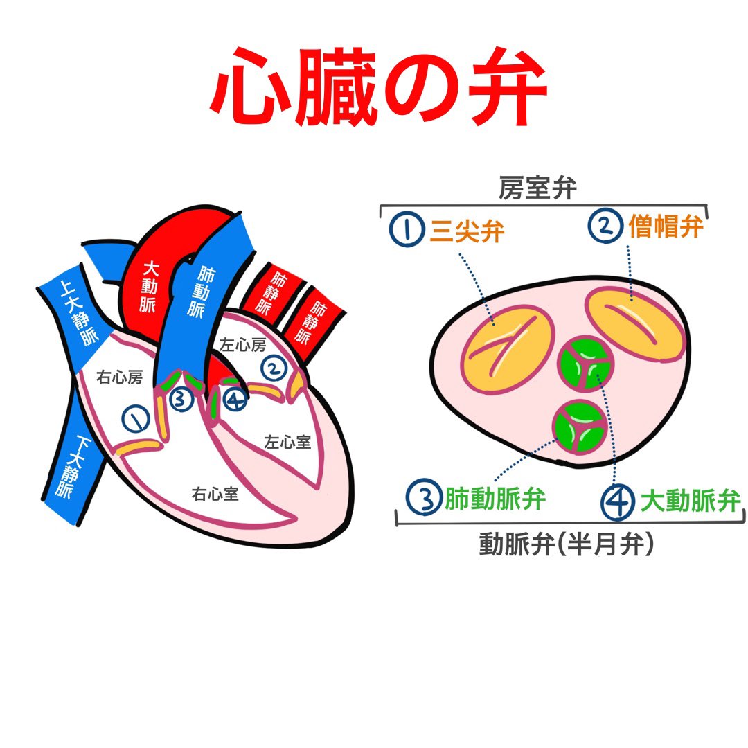 ゴロ 解剖生理イラスト Twitterissa イラストで分かる 心臓の動脈弁と房室弁