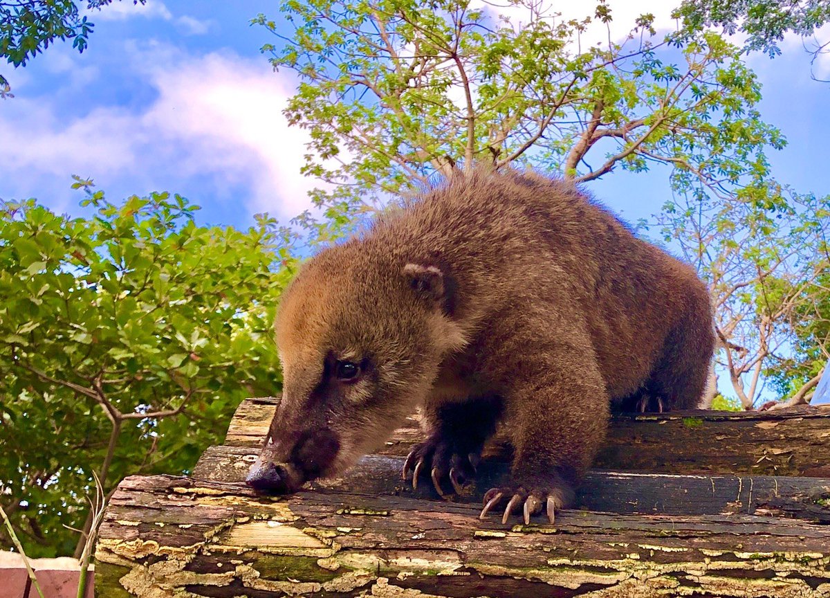 ট ইট র Kaohsiung City 寿山動物園へ新しいお友達の鼻が長い アライグマや人気のタイワンツキノワグマのpoppy君を見に来て また夏休みには 夜間動物園のキャンプ体験 が開催される 子供たちにもっと動物のことを知ってもらいながら忘れられない思い出になる