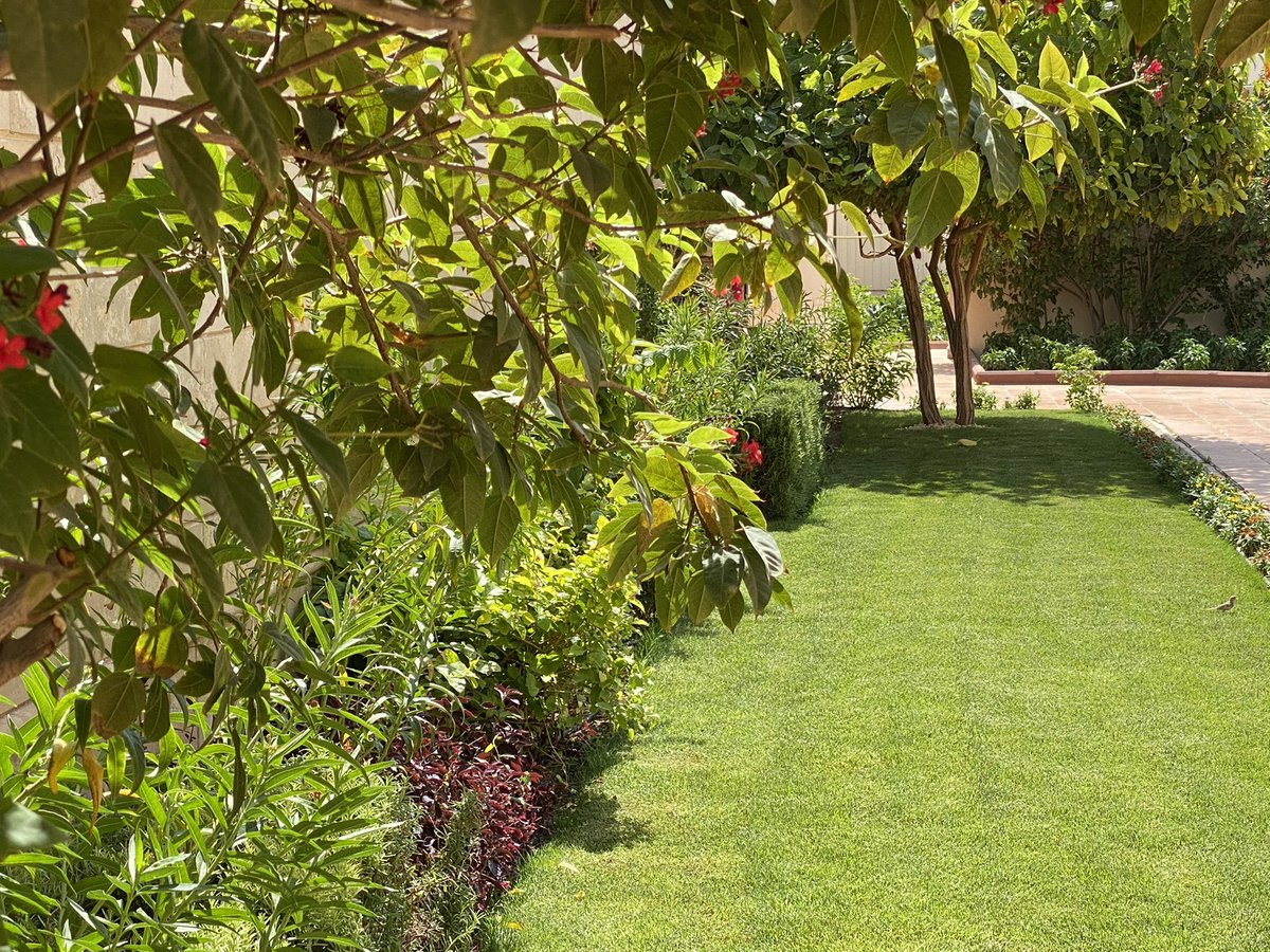 🏕 المسطحات الخضراء ( الثيـل ) هي اكثر الاماكن بالحديقة تعطي راحة للنفس وهدوء وتحتاج للقص مرة كل اسبوع ع الاكثر لتكون جيدة وتسميد NPK متعادل بعد كل قص يفضل المحبب