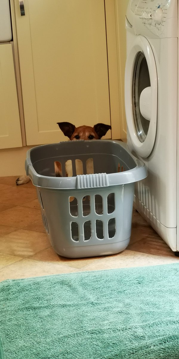 TheMiloDog's tweet photo. So, I put #squizzel on a boil wash...that not right? Wuff! #friyay https://t.co/kn4Ak5PeGM