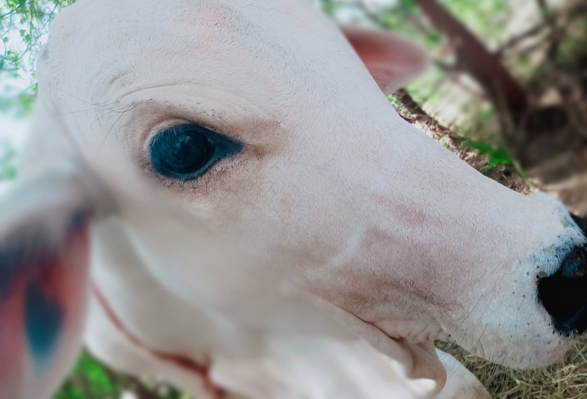 Their innocence is something else which can't be defined  They can never fake , such pure #AnimalLove #MadhuriClicks