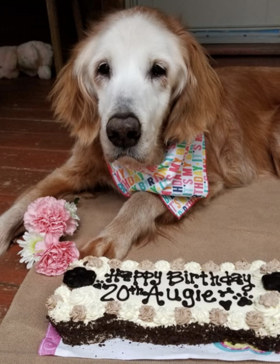 BoogsTweets's tweet photo. Here's Augie - the world's oldest Golden Retriever.  
She has just turned 20.  
Look at that face 😍😍😍😍 https://t.co/Y4q8i0YDji