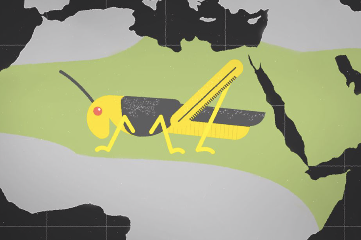 ADFmagazine's tweet photo. VIDEO on why #locust swarms are descending on East Africa - https://t.co/oF8wtp9OTW https://t.co/aFkxeRneBo