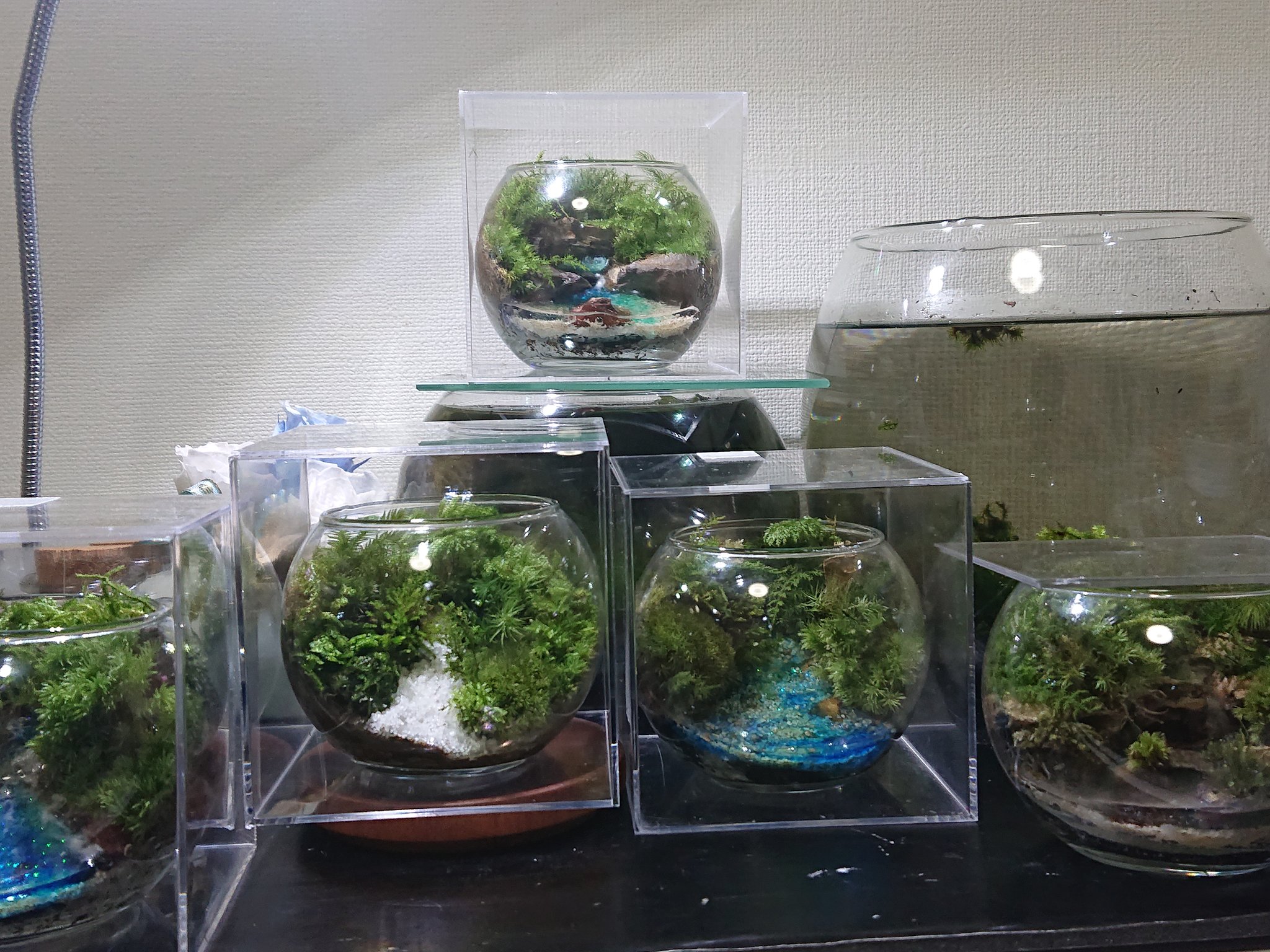 Sachihoko 苔兎 暑くなり苔も蒸れやすい時期になってきたので土壌を通気性のいいものに改良しましたがいい感じに育ってくれてます アクリル容器は少し蓋をずらすなど湿度管理がしやすくて結構オススメです 苔 苔テラリウム T Co