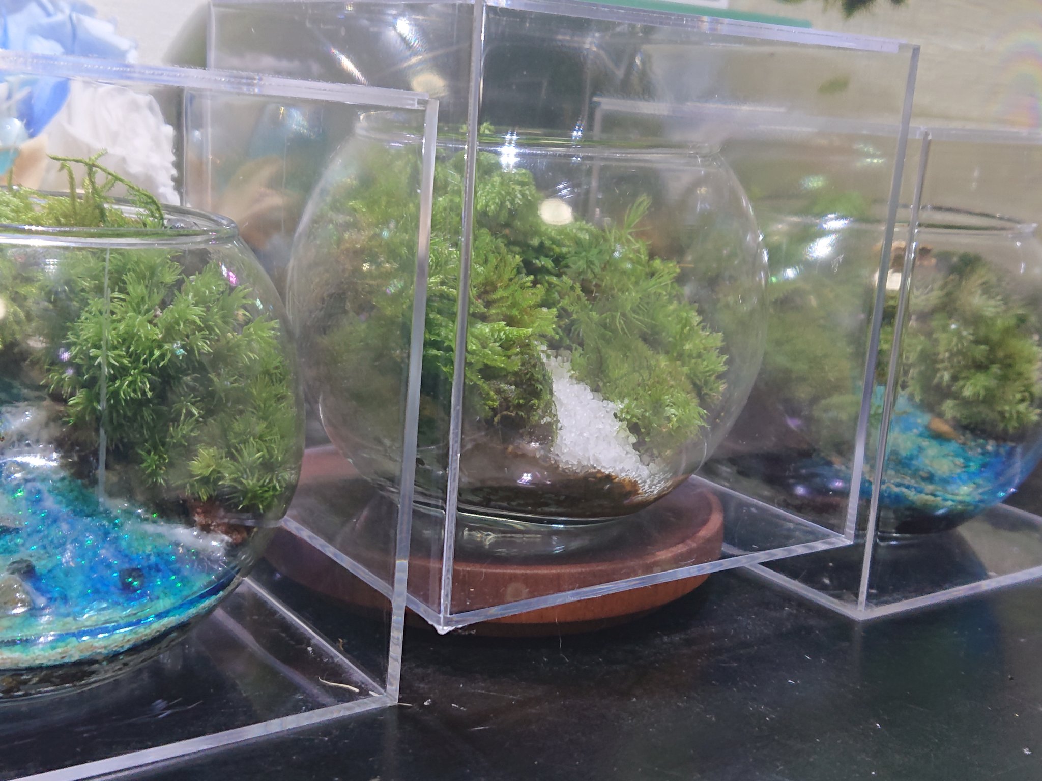 Sachihoko 苔兎 暑くなり苔も蒸れやすい時期になってきたので土壌を通気性のいいものに改良しましたがいい感じに育ってくれてます アクリル容器は少し蓋をずらすなど湿度管理がしやすくて結構オススメです 苔 苔テラリウム T Co