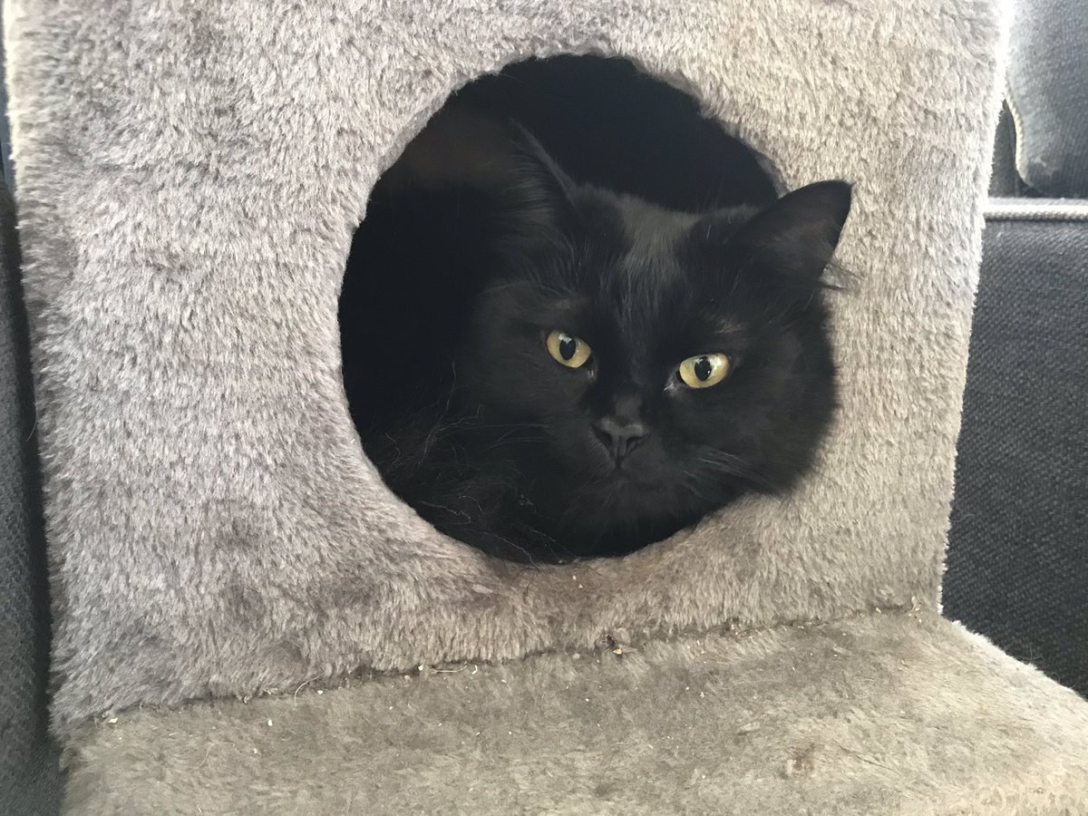 Meow, what’s happening?