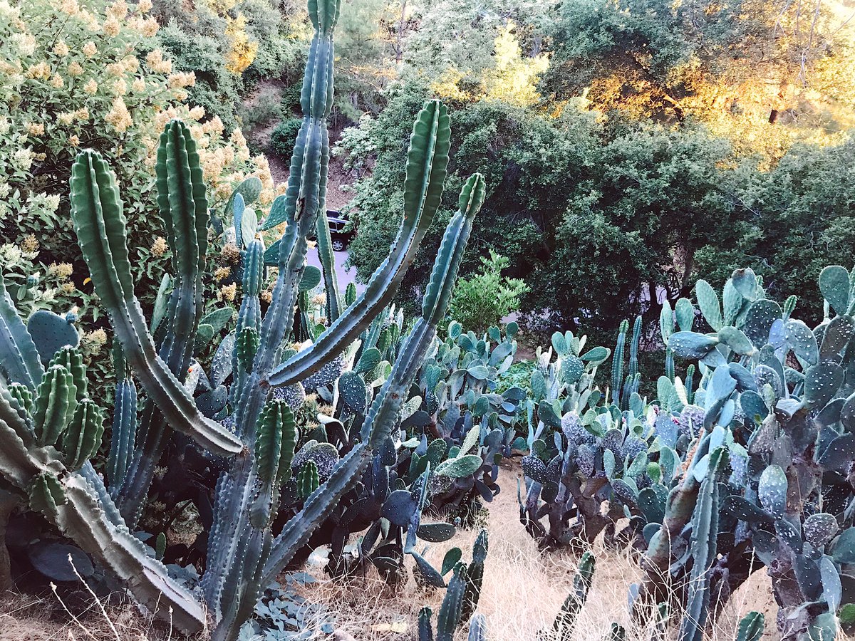 charrissapierce's tweet photo. I’ll miss these LA hikes.. https://t.co/2mzMzPL9rd