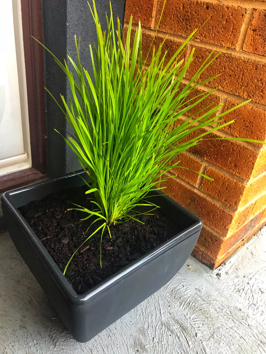 MDbrands's tweet photo. The @HomeLeisureAU Modern Square Planters are self-watering for healthier plants that are easier to look after. Proudly made in Australia.

Buy online: https://t.co/VFq07jH2Rx

#HomeLeisureAU #SelfWatering #GardenLife #gardening #potplant #AustralianMade #MumsWhoGarden https://t.co/fkqb7NwQV1