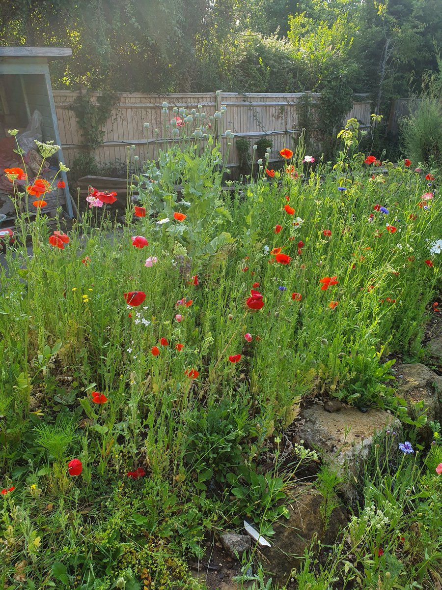 MarkPayneDesign's tweet photo. Loving the poppies coming up at our home today! We specialise in wildflower meadows so if you would like to bring a little prairie to your garden give us a bell :) #wildflower #FridayFeeling #poppy #meadow #morninglgow https://t.co/FUYv0SQGcI