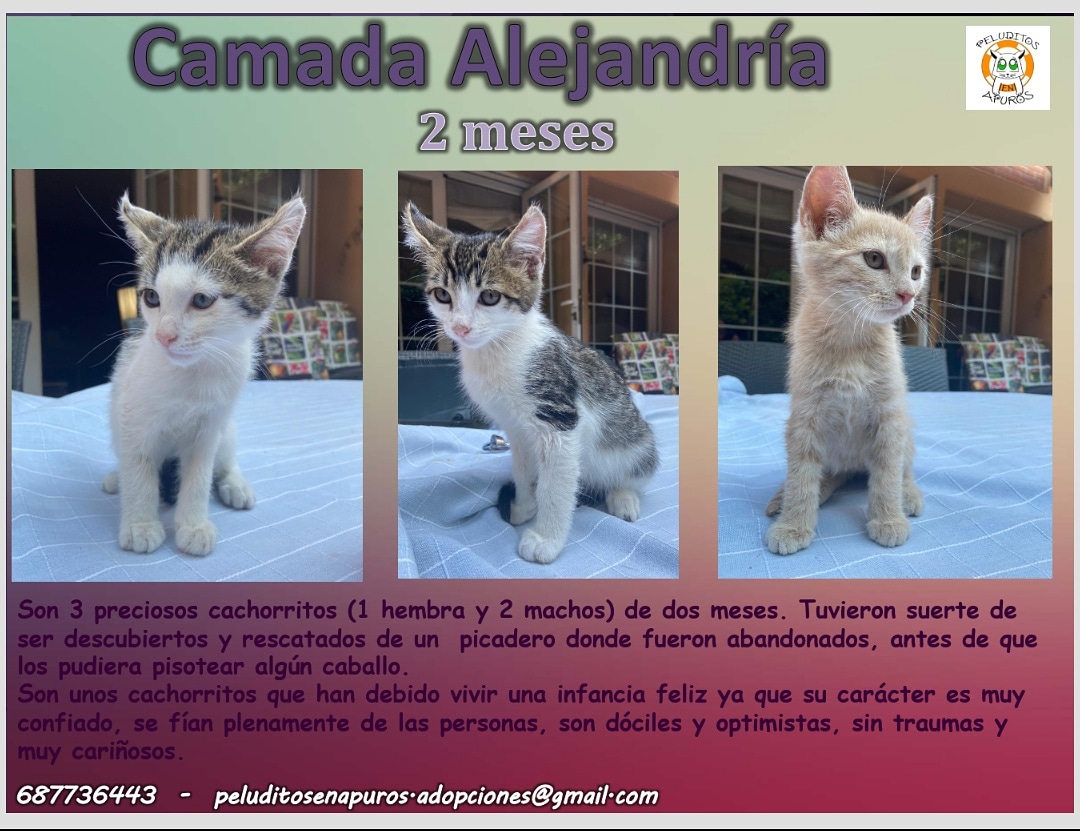 Camada Alejandría en adopción 😻 😻😻
#ponungatoentuvida #omuchos #adoptanocompres #AdopcionResponsable #mininos #babycats #cats #gatos #madrid #peluditosenapuros