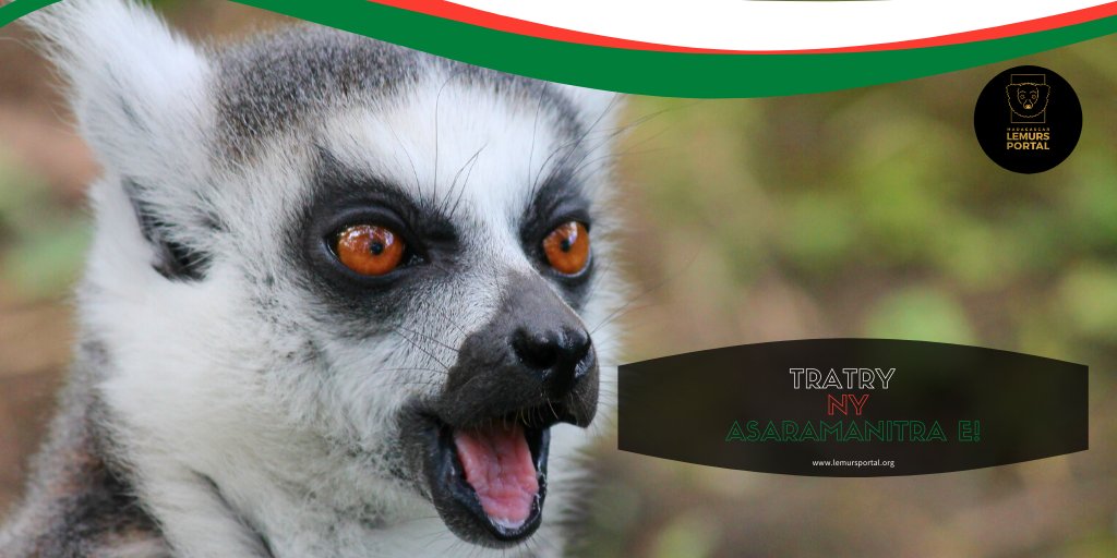 LemursPortal's tweet photo. Happy 60 years of independence Day to Madagascar 
🇲🇬🇲🇬 https://t.co/sZhHg3Ql7Q