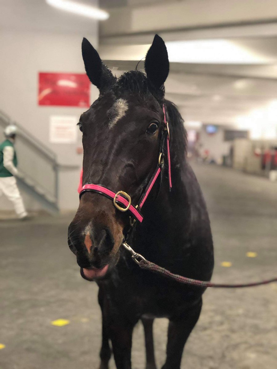 TolimanLodge's tweet photo. 🐴 Delightful GNP takes out the first at @AddingtonNZ https://t.co/SztIDkjt40