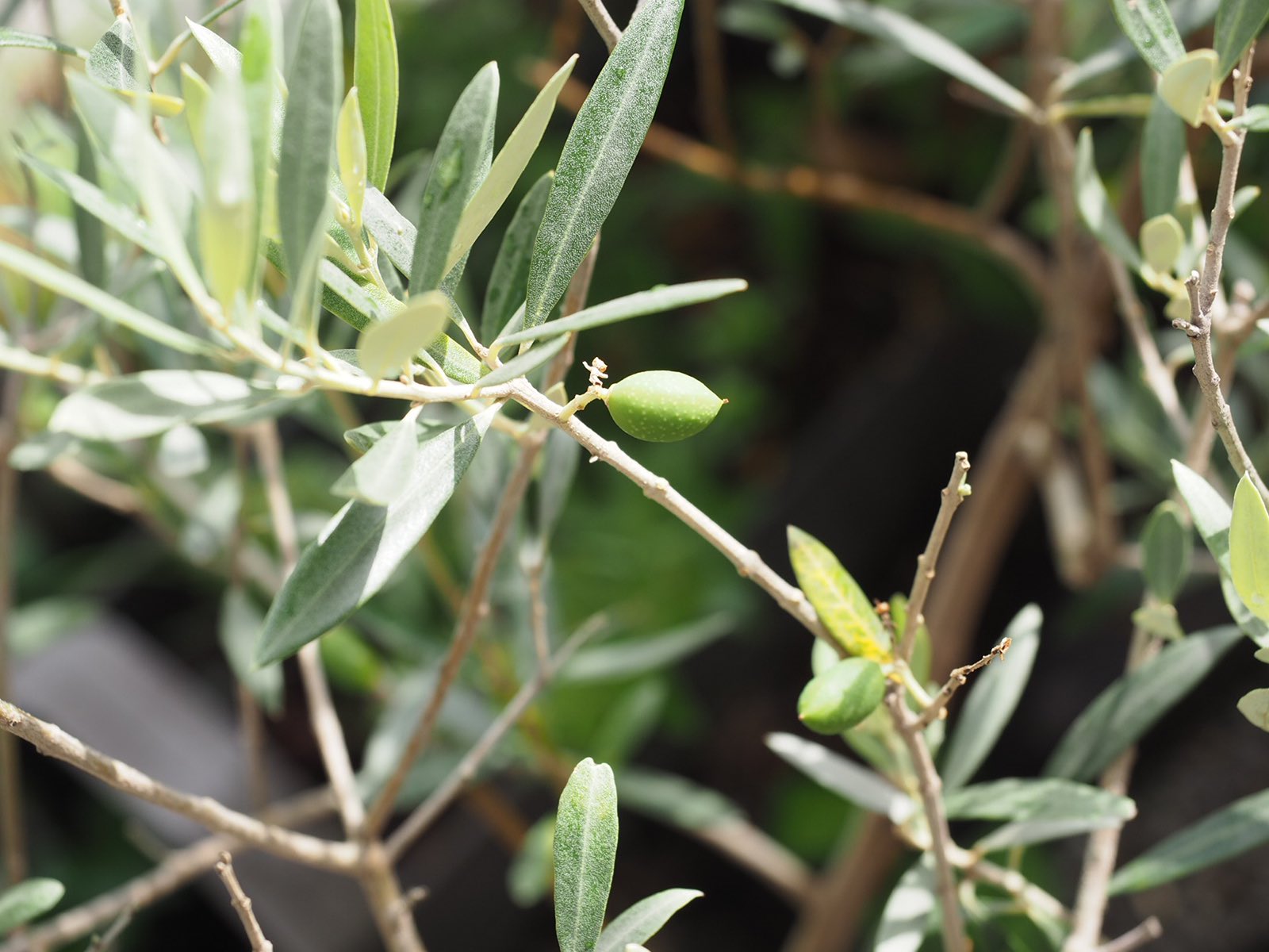 がすぱ 庭のオリーブ 初めて実が成った 銀葉が特徴のフランス産カヨンヌ 濃緑葉のスペイン産オヒブランカ 花の咲く時期が異なる2種だけど受粉して嬉しい 大きくなるのが楽しみ オリーブ カヨンヌ オヒブランカ T Co 1tcz6j4ra5 Twitter