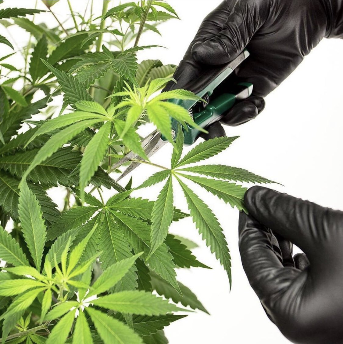 successnutrient's tweet image. @ThreeALight #successnutrients