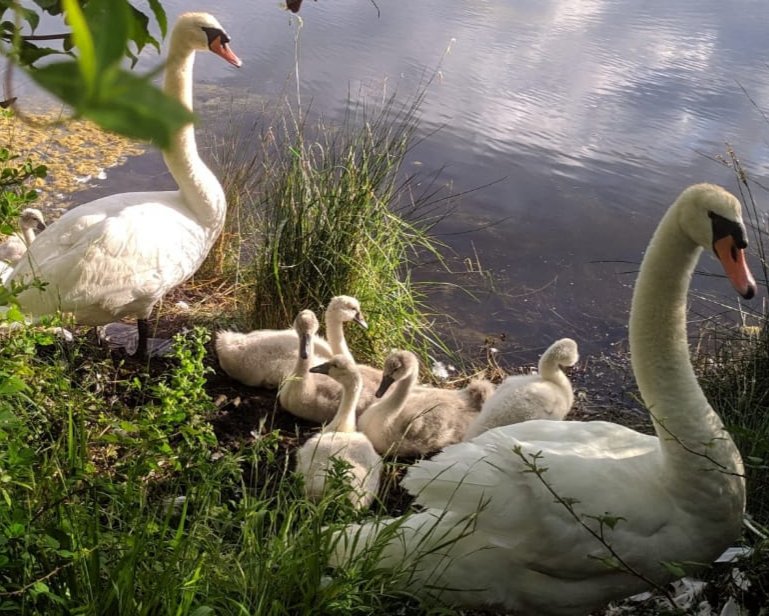 #BuenosDiasATodos ❤
Familia de la marisma de #Santoña (foto regalo) 😍😍😍