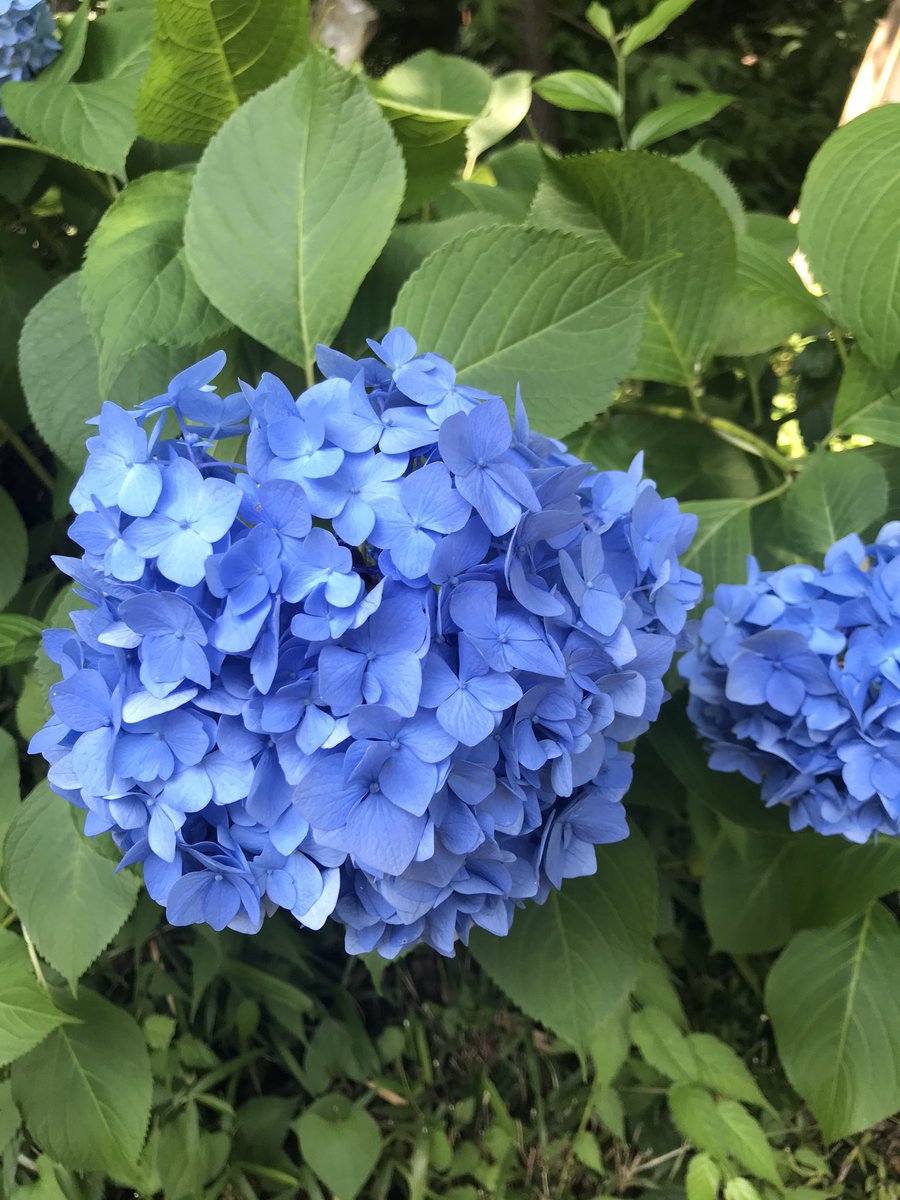 mu_sayu's tweet photo. 六月頭、もう毛布いらんやろって思い切りパウチしたらすぐに肌寒い夜がやってきたわけで（しかも何度も）、だけど一度しまうと決めた毛布は出したくないが、タオルケットだけじゃ安眠できないわけで、パーカーと腹巻を着て寝たら想像以上に暖かいわけで（腹巻の効果の方が大）、おすすめなわけで……。 https://t.co/0Ujq9FYMWj