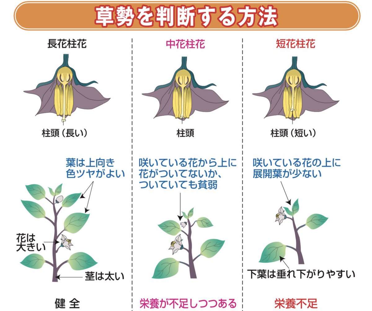 O Xrhsths タキイ種苗 タネのタキイ 公式 Sto Twitter ナスの草勢判断 追肥をする時の目安に 栄養不足や日照不足 高温などで草勢の弱まった時は 柱頭が短い花が多くなって 落花が増えることになります その場合は 速効性の肥料を追肥する と良い