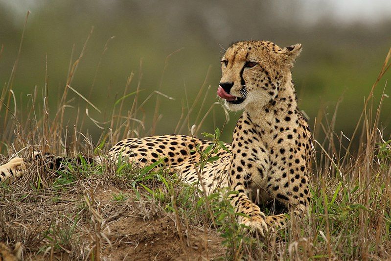 Female cheetah (Acinonyx jubatus), Phinda Private Game Reserve, South Africa. This image was selected as picture of the day on Wikimedia Commons for 24 September 2017. (Photo: Charles J Sharp, License: CC-BY-SA 4.0) w.wiki/VBy