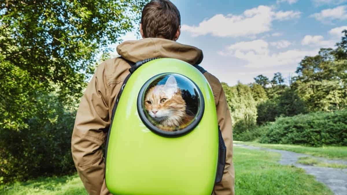 Рюкзак кот