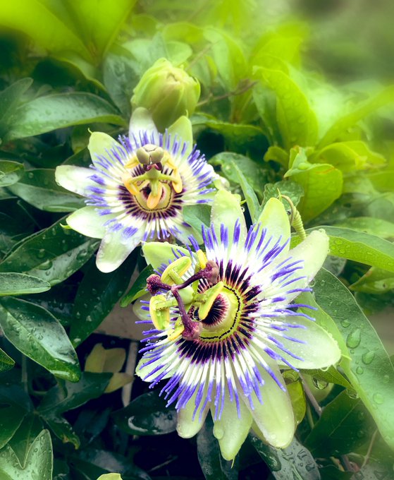 トケイソウのtwitterイラスト検索結果