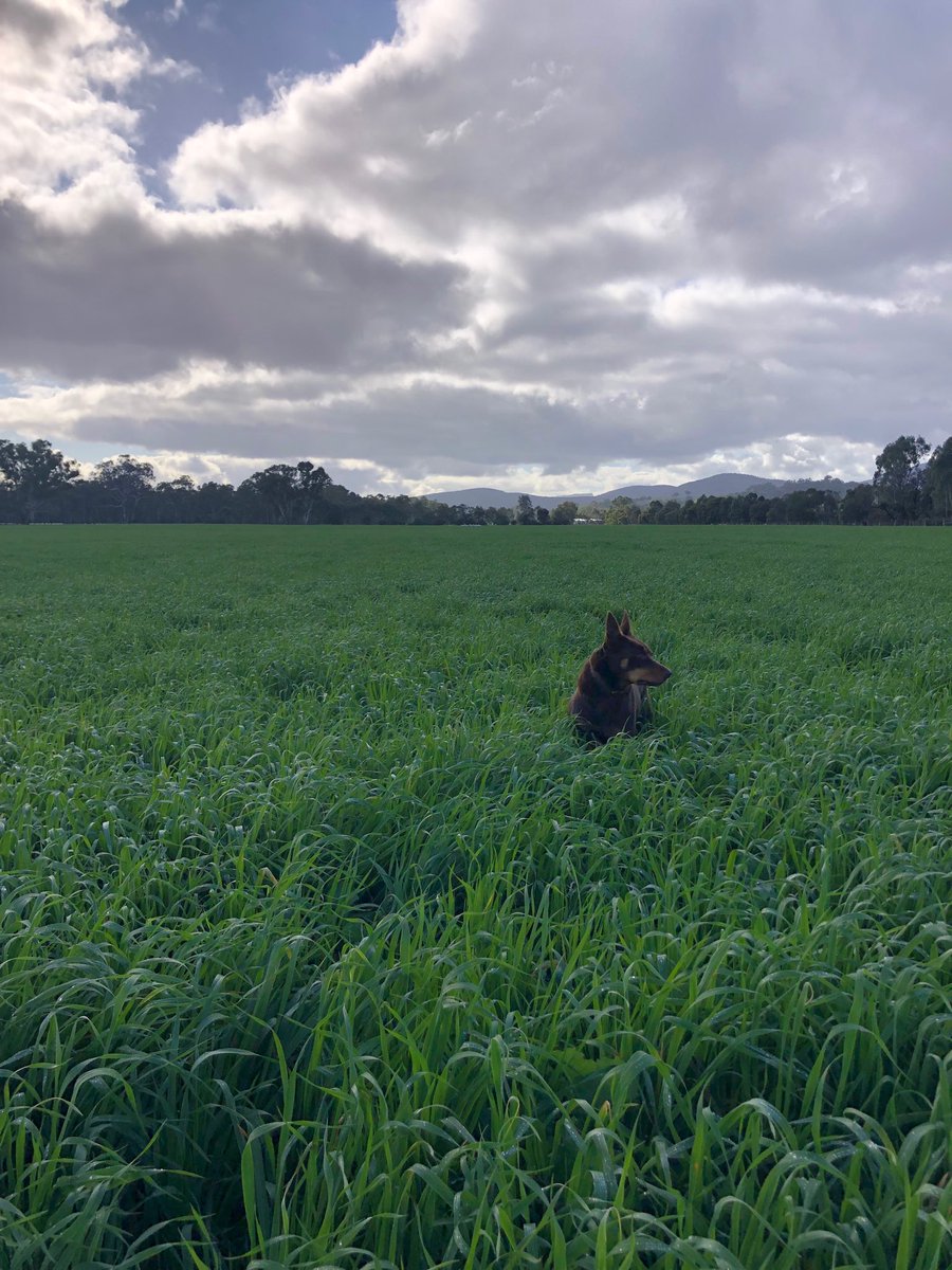 Alister Beveridge (@albeveridge1) on Twitter photo Grazing oats cranking along fairly well, time for some mouths. Sorry <a href="/ryan_milgate/">Ryan Milgate</a> didn’t have a king brown for height reference, so a brown dog will have to do. Grazing oats cranking along fairly well, time for some mouths. Sorry <a href="/ryan_milgate/">Ryan Milgate</a> didn’t have a king brown for height reference, so a brown dog will have to do.
