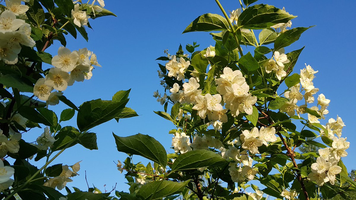SeijaPaasonen's tweet photo. #Huomenta! Aamulenkki 🐕kaverin kanssa tehty, katsottiin ja haisteltiin tienoo, lopuksi nuuhkittiin #jasmike'tta. Sinitaivas, lämpötila nousussa. Yön alin kotimittarissa oli ollut puoli viideltä 12 astetta. #kesäaamu #Tuusula https://t.co/BlHmOolC2x