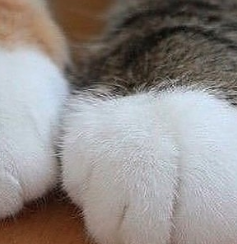 shiroikenyan's tweet photo. 💖肉球第二弾　お行儀よく～（猫もふふもふシリーズ）
#猫 #猫好きさんと繋がりたい #ねこのいる幸せ #里親募集 #猫のいる暮らし #ねこ部 #保護猫 #迷い猫 ＃迷子猫 ＃里親 https://t.co/S4GTBYcgYo