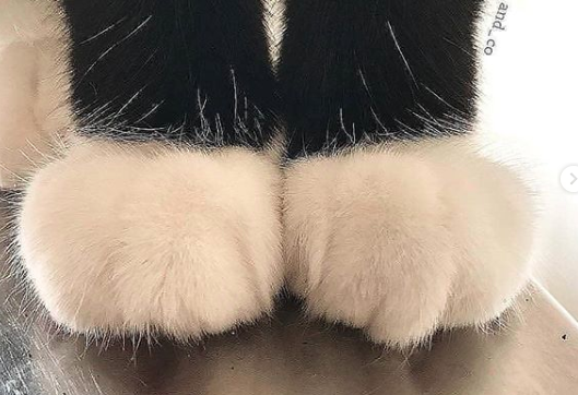 shiroikenyan's tweet photo. 💖肉球第二弾　お行儀よく～（猫もふふもふシリーズ）
#猫 #猫好きさんと繋がりたい #ねこのいる幸せ #里親募集 #猫のいる暮らし #ねこ部 #保護猫 #迷い猫 ＃迷子猫 ＃里親 https://t.co/S4GTBYcgYo